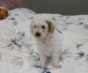 Maltipoo Puppy for sale in SEDRO WOOLLEY, WA, USA