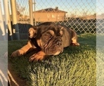 Small #31 English Bulldog