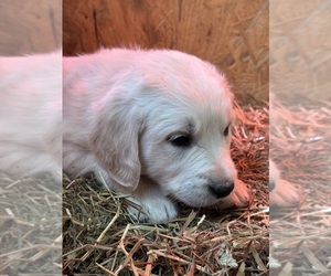 English Cream Golden Retriever Puppy for sale in STRASBURG, VA, USA