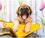 Small Photo #42 Mastiff Puppy For Sale in WAKARUSA, IN, USA