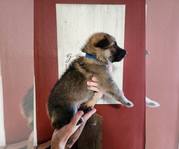 Medium Photo #3 German Shepherd Dog Puppy For Sale in PORTAGE, IN, USA
