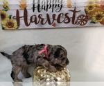Small Photo #12 Labradoodle Puppy For Sale in SAN ANTONIO, TX, USA