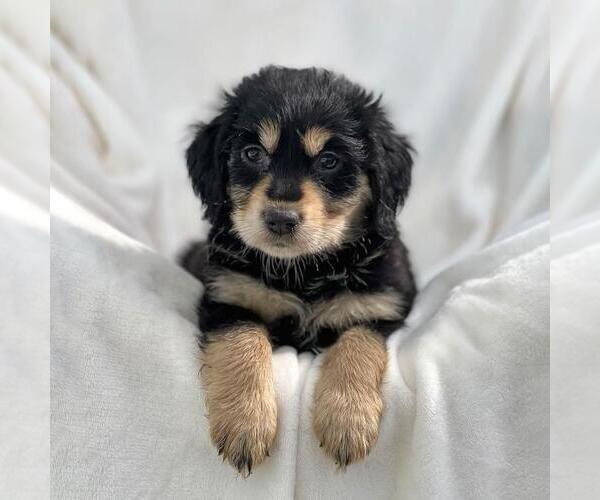 Medium Photo #1 Labrador Retriever-Unknown Mix Puppy For Sale in San Diego, CA, USA