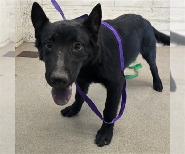 Medium Photo #1 Chow Chow-German Shepherd Dog Mix Puppy For Sale in San Bernardino, CA, USA