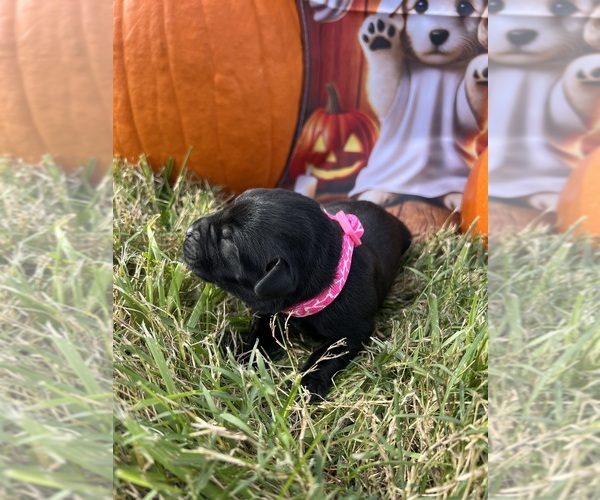Medium Photo #6 Labrador Retriever Puppy For Sale in NEOLA, WV, USA