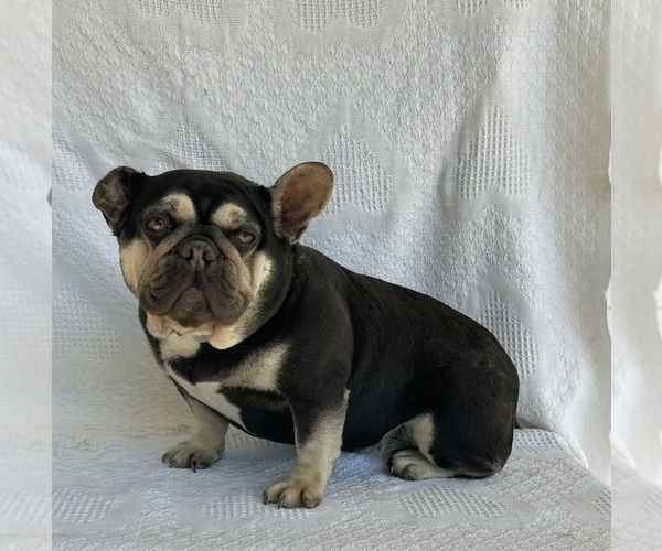 Medium Photo #2 French Bulldog Puppy For Sale in FREDERICKSBURG, OH, USA