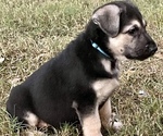 Small Photo #15 German Shepherd Dog Puppy For Sale in MERRITT IS, FL, USA