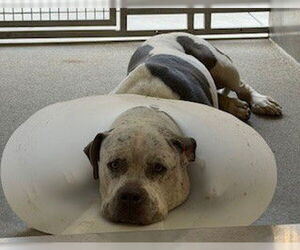 Mutt Dogs for adoption in Downey, CA, USA