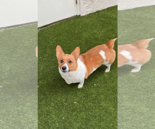 Medium Photo #1 Mutt Puppy For Sale in Mission Viejo, CA, USA