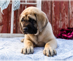 Small Photo #6 Mastiff Puppy For Sale in WAKARUSA, IN, USA