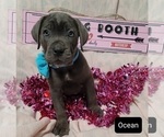 Small Photo #11 Cane Corso Puppy For Sale in POMEROY, OH, USA