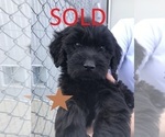 Small Photo #5 Goldendoodle Puppy For Sale in BURLEY, ID, USA