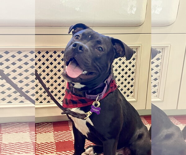 Medium Photo #3 American Staffordshire Terrier Puppy For Sale in Berkeley, CA, USA