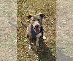 Small #20 Mountain Cur Mix
