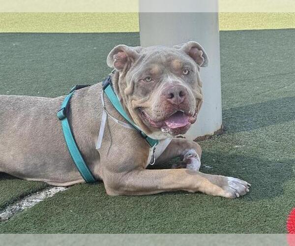 Medium Photo #2 Mutt Puppy For Sale in Martinez, CA, USA