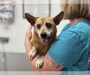 Medium Chihuahua Mix