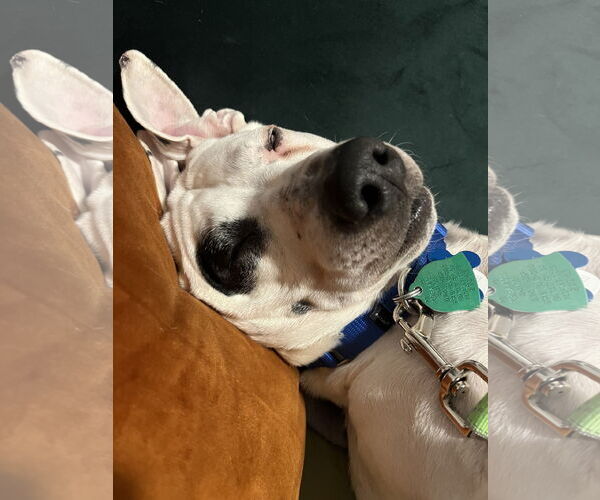 Medium Photo #6 Miniature English Bulldach Puppy For Sale in Minneapolis, MN, USA