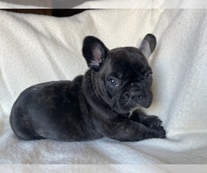 French Bulldog Puppy for sale in BOSTON, MA, USA