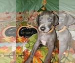 Small Photo #5 Great Dane Puppy For Sale in INDEPENDENCE, MO, USA
