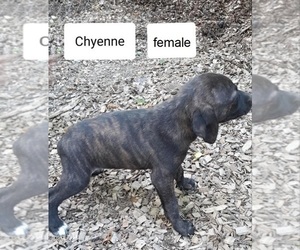Mountain Cur Puppy for sale in HOPKINSVILLE, KY, USA
