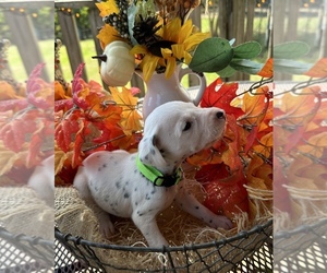 Dalmatian Puppy for sale in VINCENT, AL, USA