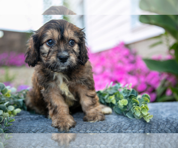 Medium Photo #6 Cavachon Puppy For Sale in FRESNO, OH, USA