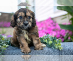 Small Photo #6 Cavachon Puppy For Sale in FRESNO, OH, USA