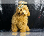 Small #1 Maltipoo