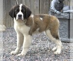 Small Photo #1 Saint Bernard Puppy For Sale in DENVER, CO, USA