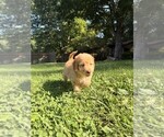 Small Photo #50 Aussiedoodle Puppy For Sale in ASHEVILLE, NC, USA