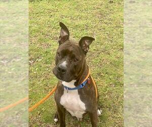 Mutt Dogs for adoption in Boston, MA, USA