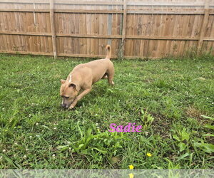 Sadie - Female Bulldog-Labrador Retriever Mix Dog for Adoption - Photo #3
