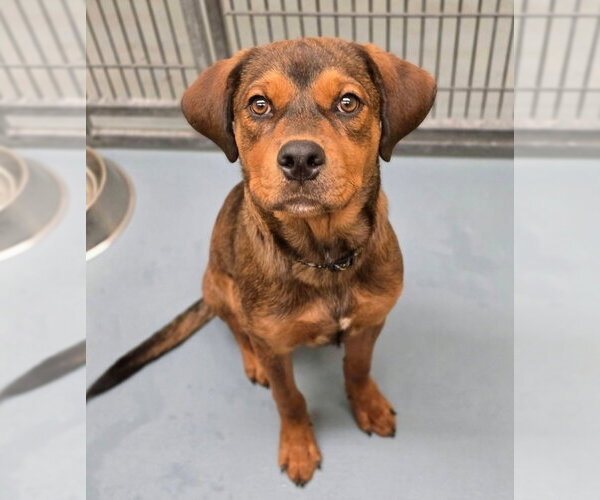 Medium Photo #1 German Shepherd Dog-Mastiff Mix Puppy For Sale in Lakewood, CO, USA