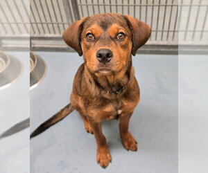 German Shepherd Dog-Mastiff Mix Dogs for adoption in Lakewood, CO, USA