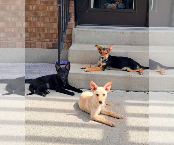 Medium Photo #2 German Shepherd Dog-Unknown Mix Puppy For Sale in Sandy, UT, USA