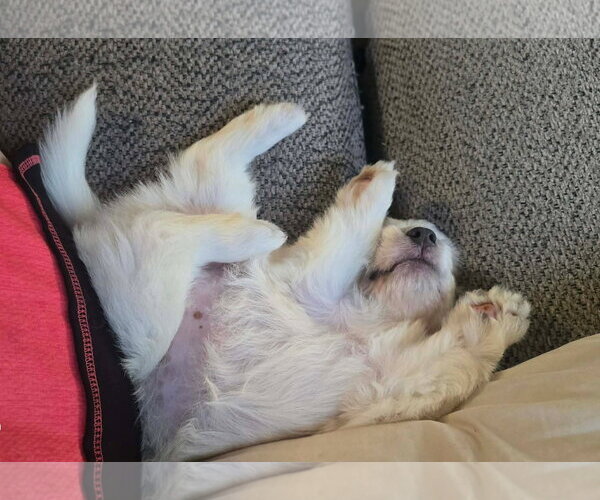 Medium Photo #3 Cairn Terrier-Unknown Mix Puppy For Sale in Oakhurst, NJ, USA