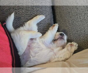 Andie - The A litter - Female Cairn Terrier-Unknown Mix Dog for Adoption - Photo #3