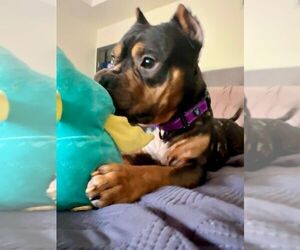 American Pit Bull Terrier-Unknown Mix Dogs for adoption in Crete, IL, USA