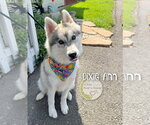 Small #1 Pomsky