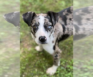 Catahoula Leopard Dog Dogs for adoption in Lakemont, GA, USA
