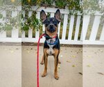 Small #2 Miniature Pinscher