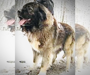 Father of the Caucasian Shepherd Dog puppies born on 01/08/2021
