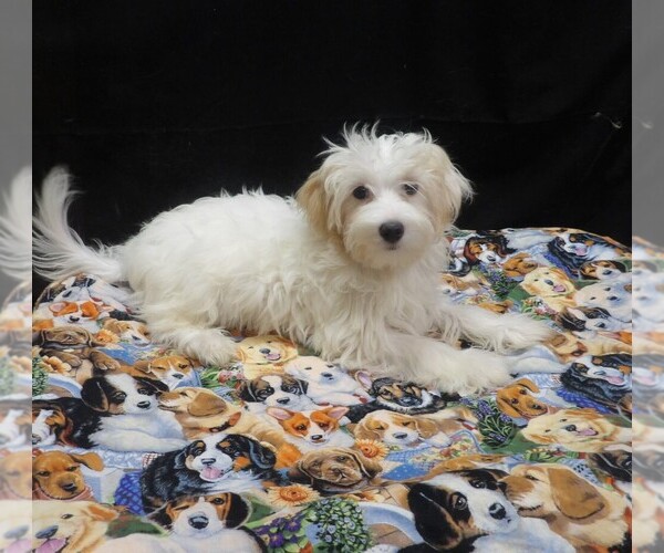 Medium Photo #2 Maltipoo (Miniature) Puppy For Sale in PATERSON, NJ, USA
