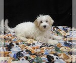 Saxen - Female Maltipoo (Miniature) Puppy for Sale - Photo #2