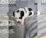 Small Photo #4 Maltipoo-Poodle (Toy) Mix Puppy For Sale in GRANDVILLE, MI, USA