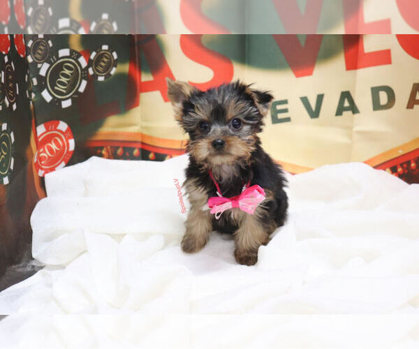 Medium Photo #1 Yorkshire Terrier Puppy For Sale in LAS VEGAS, NV, USA
