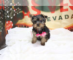 Small Photo #1 Yorkshire Terrier Puppy For Sale in LAS VEGAS, NV, USA