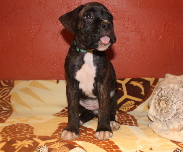 Medium Photo #1 Boxer Puppy For Sale in OSHKOSH, WI, USA