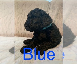 Goldendoodle Puppy for sale in RICHLANDS, NC, USA