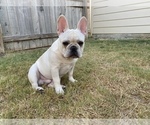 Small Photo #10 French Bulldog Puppy For Sale in BRYAN, TX, USA